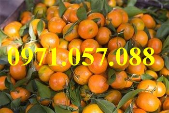 CÂY GIỐNG QUÝT ĐƯỜNG